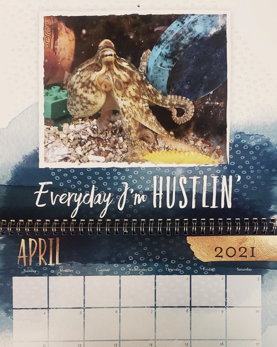 Happy April! April showers bring May flowers, but mostly our octopus are hoping they bring more crabs and shrimp 🦐🦀