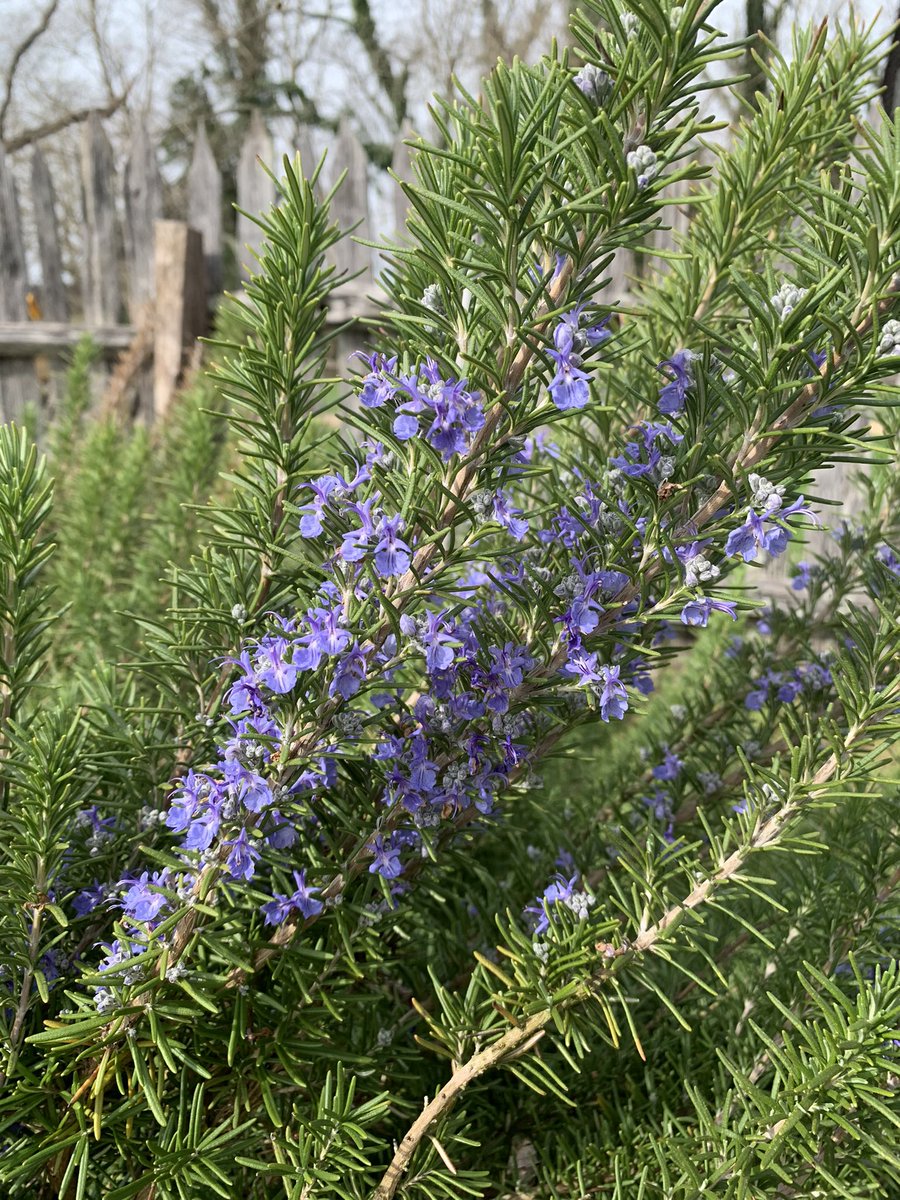 HistoricStMarys's tweet photo. Happy April Blooms Day 

(After the lengthy year that was 2020, we are still not quite ready for practical jokes, but the fresh bloom of spring? Absolutely!)
-
-
#aprilblooms #stmaryscitymd #stmaryscity #historicstmaryscity #nature #stepoutside #springisblooming https://t.co/qnY8ZIWjur
