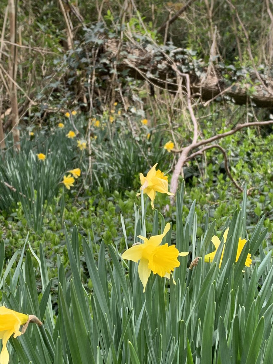 HistoricStMarys's tweet photo. Happy April Blooms Day 

(After the lengthy year that was 2020, we are still not quite ready for practical jokes, but the fresh bloom of spring? Absolutely!)
-
-
#aprilblooms #stmaryscitymd #stmaryscity #historicstmaryscity #nature #stepoutside #springisblooming https://t.co/qnY8ZIWjur
