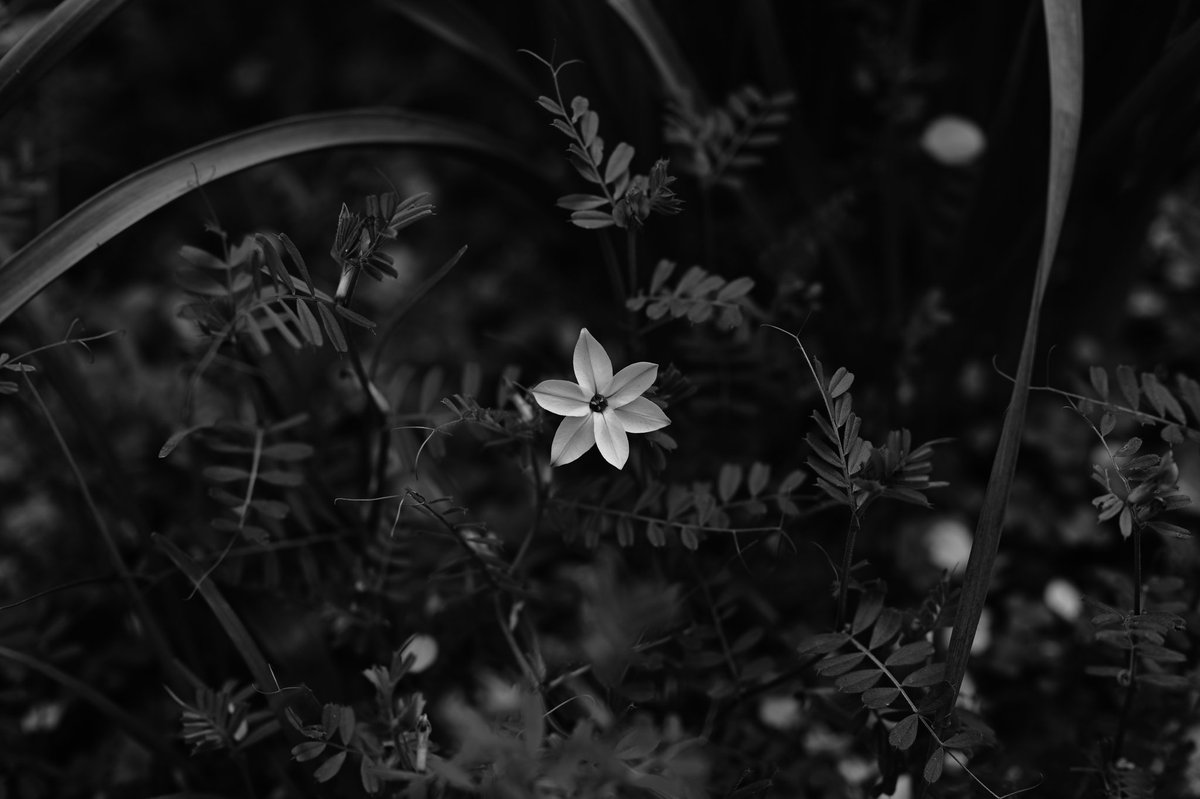 sounds_g00d's tweet image. Nikon Z6
NIKKOR Z 50mm F1.8 S
#bnwphotography #nikon #light_nikon #nikonglobal #nikonphotography #nikonnofilter #nikonz6 #z6 #nikkorZ50f18