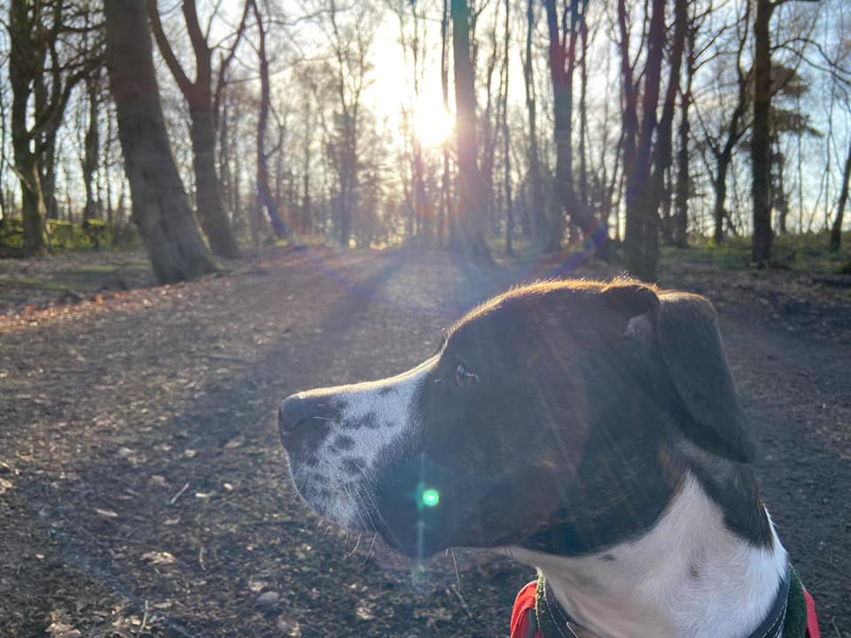 EdinDogCatHome's tweet photo. Obi - Rehomed June 2020 🐾

"He spent 3 months at the Home before we got him, so everything felt new to him when we took him home. 

He's come on leaps and bounds. He loves zoomies, socks and cheese.

Obi is the best thing to come out of lockdown."

#NationalPetMonth https://t.co/DJVAXYd6Ju