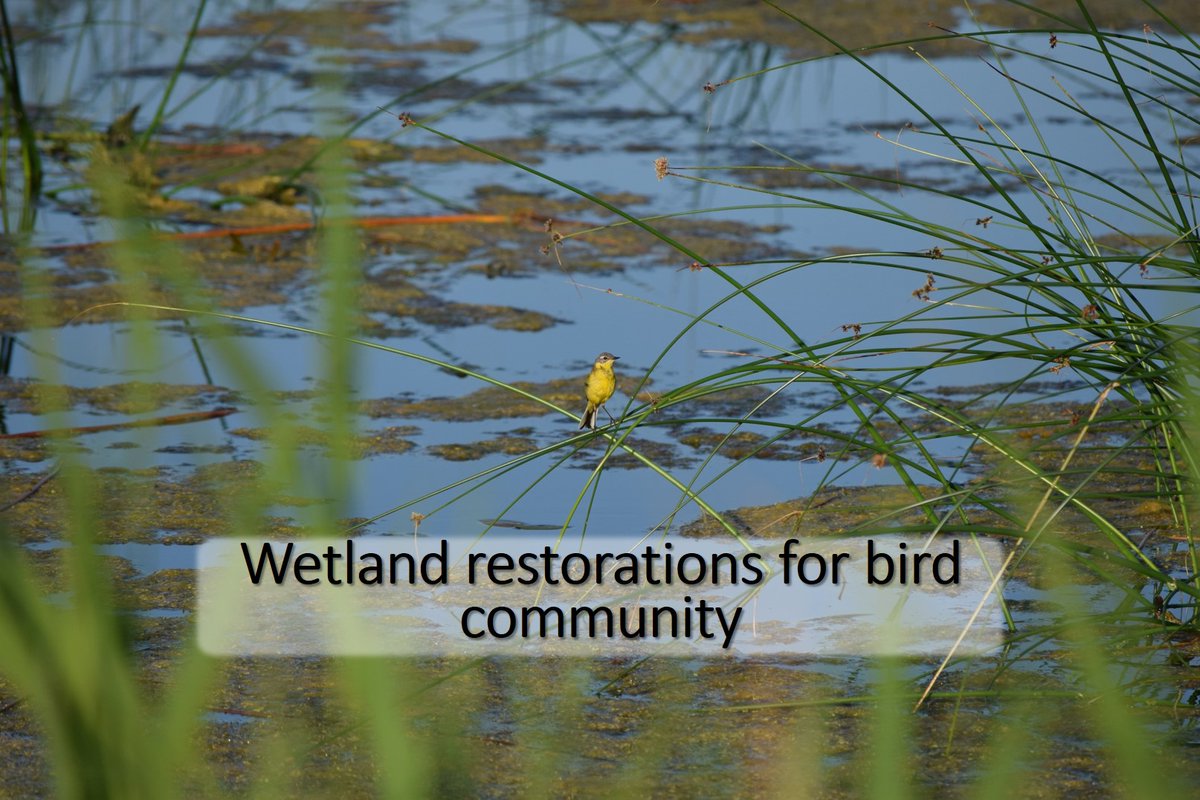 1/6 #BOU2021 #SESH5 
Wetland destruction and deterioration have led to wetland-related biodiversity loss. Worry not! Many countries interested in wetland #conservation are restoring them in order to facilitate water-related bird diversity.
@ecology_slu
