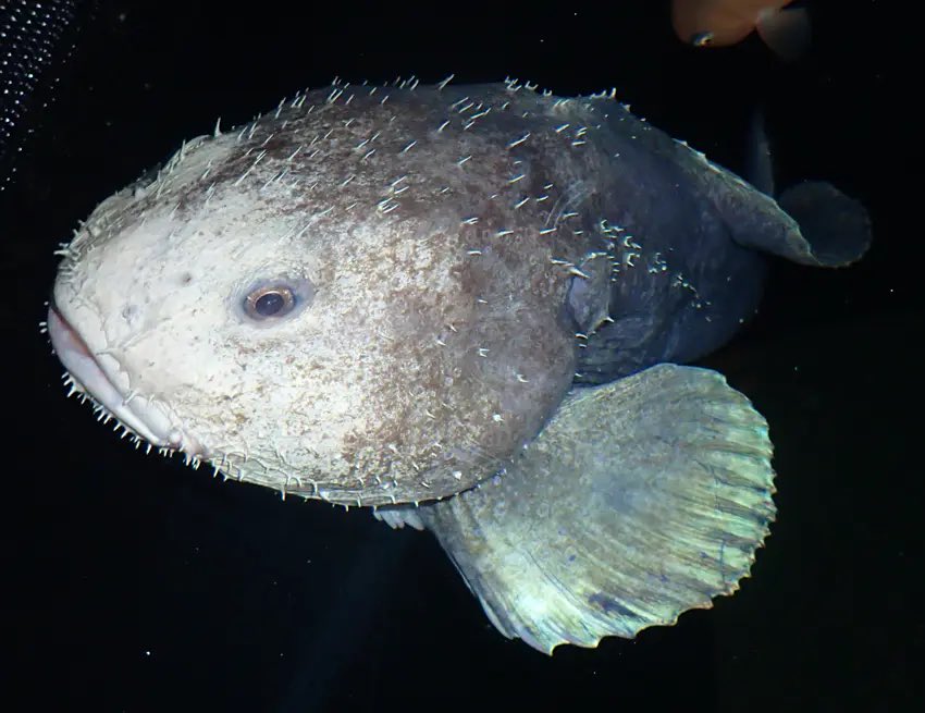 Xploshi's tweet photo. Guess what guys I was a blob fish the wholr time LOL!!! Bet you guys didn’t see that coming LOL!!!!!!! 

...JUST KIDDING!!! #AprilFoold #PRANK https://t.co/uEZaZ4DkwO