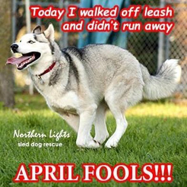 DVSHR's tweet photo. Happy #AprilFoolsDay 😂🤣😂

Credit: Northern Lights Sled Dog Rescue 

#AdoptDontShop #rescue #dogsoftwitter #dvshr #dogs https://t.co/lhzeTWkMVA