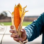 Photo by Professor Torbert's Orange Corn (@Prof_Torbert)