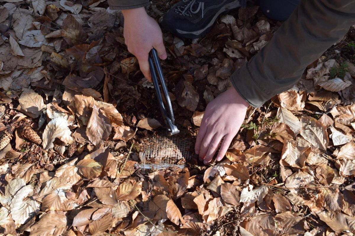 enrico_unigoe's tweet photo. Fieldwork season has started !🌳🌲To observe decomposition processes, we buried litter bags two years ago... And finding them again was not always easy! At least we are trained for #egghunt2021 🍫 #microorganisms #soilprocesses #litterdecomposition https://t.co/cZLBXgY7tO