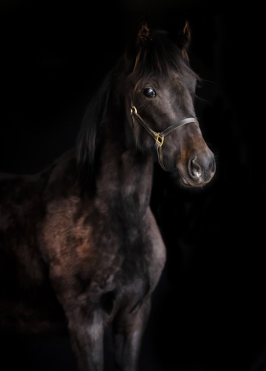 LinnAndersson82's tweet photo. Jag är liiiite jävig. Men jag tror fortsatt jag faktiskt har världens finaste ettåring.🖤 #NoirDeNoir #Charmis #Flocki https://t.co/8oIIyOQdjH