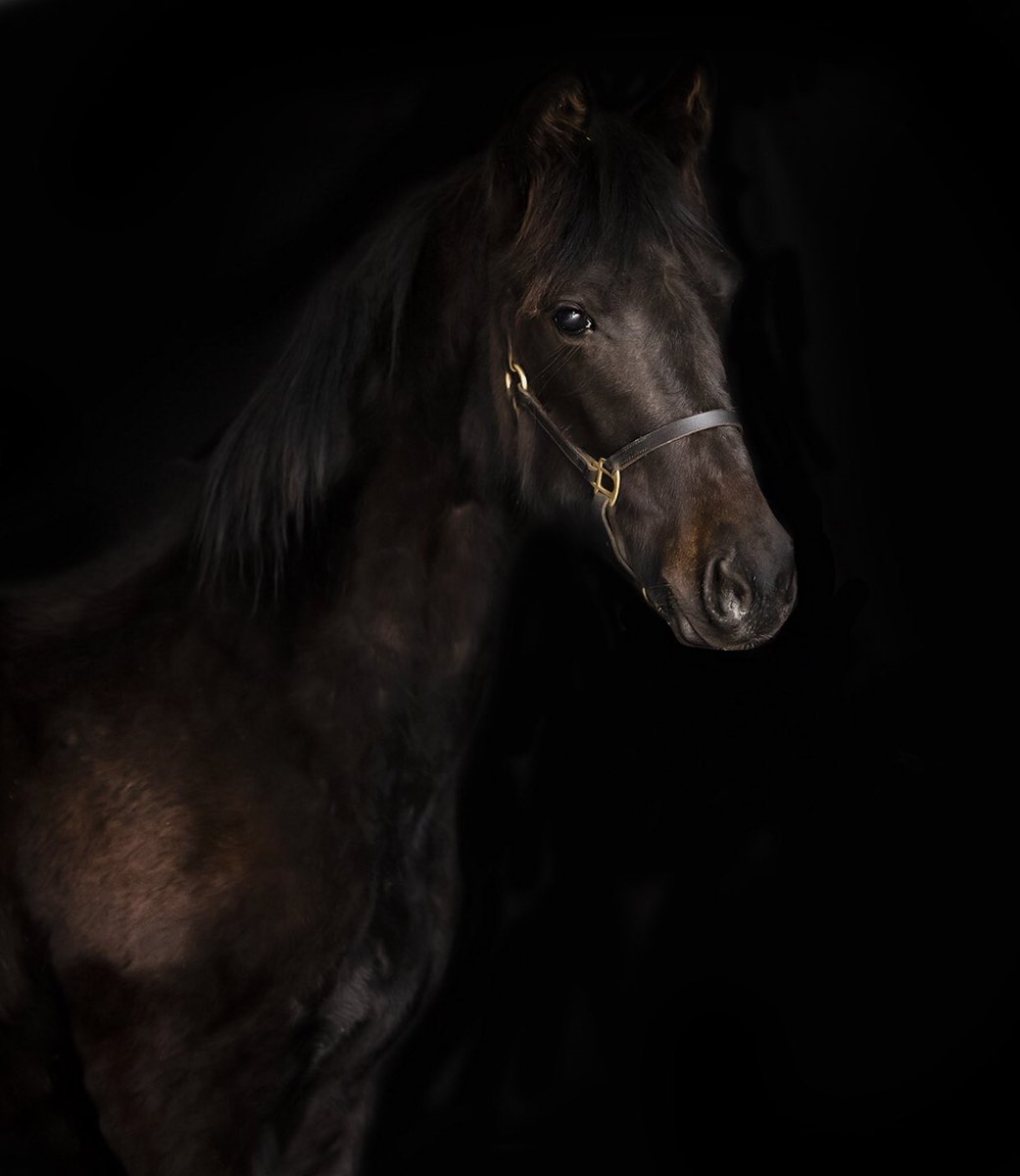 LinnAndersson82's tweet photo. Jag är liiiite jävig. Men jag tror fortsatt jag faktiskt har världens finaste ettåring.🖤 #NoirDeNoir #Charmis #Flocki https://t.co/8oIIyOQdjH