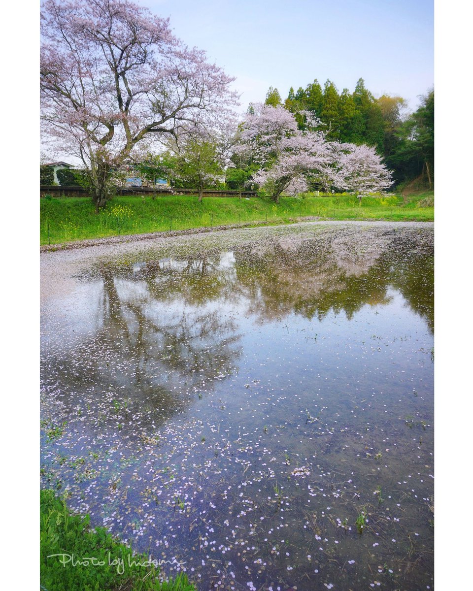 hidemi21's tweet photo. 水鏡と花筏
今年も桜の季節が
過ぎてゆきます 。˳◍˚
2021.4.1🌤️撮影
#房総 #千葉県 #小湊鉄道 #飯給駅 #里山 #桜 #水鏡 #花筏 #花びら #japancountryside #japan #boso #chiba #kominatorail #localstation #ricepaddies #reflection #petals #cherryblossom
https://t.co/GGsdtGTbGm https://t.co/EeJGA7QPTF