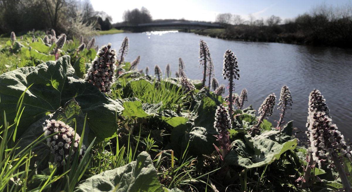 contactton's tweet photo. Bijzonder plantje langs de Regge? Geen idee wat het is, wie wel? #dtv https://t.co/kIH3YXvuIX