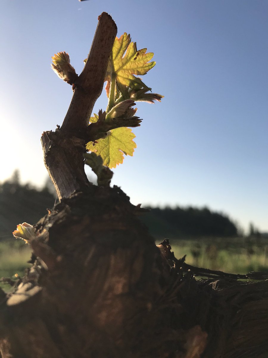 They’ve woken up! #Spring2021 #Zinfandel