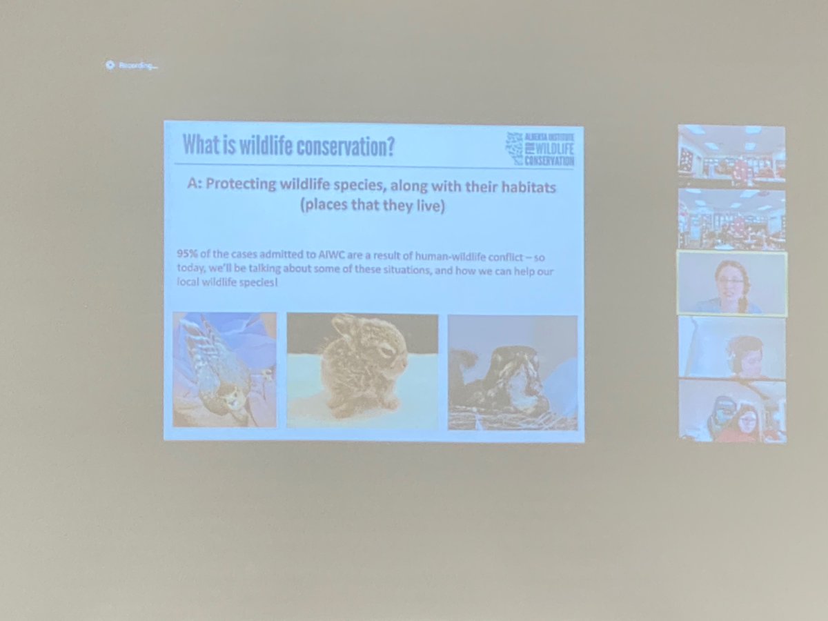 Mrs. Monty's Class (@mrsmonty5thgrd) on Twitter photo Students learning so much about Wildlife Conservation from <a href="/AIWC/">Alberta Institute for Wildlife Conservation</a> ’s Katrina Terrill. Thanks so much for connecting with us! #inspire #edchat #pypx #PYPX2021 #wildlifeconservation #science Students learning so much about Wildlife Conservation from <a href="/AIWC/">Alberta Institute for Wildlife Conservation</a> ’s Katrina Terrill. Thanks so much for connecting with us! #inspire #edchat #pypx #PYPX2021 #wildlifeconservation #science