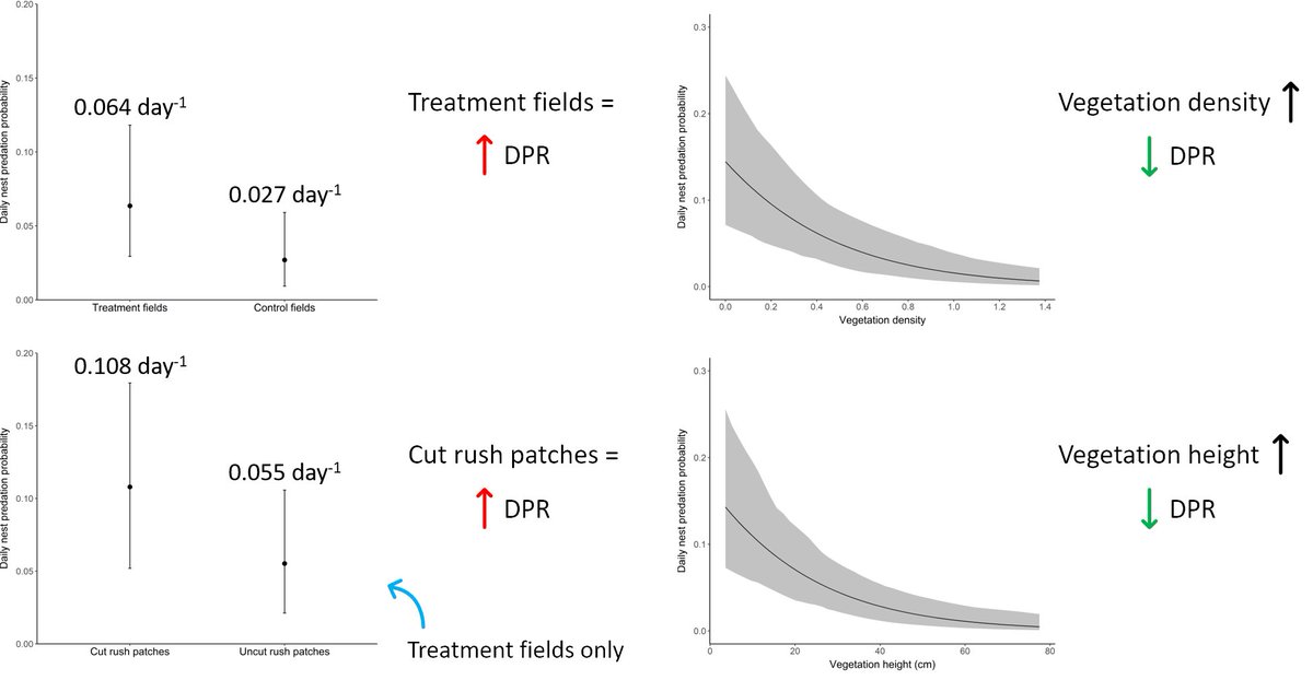 4 #BOU2021 #Sesh5 Daily nest predation rates (DPRs) were twice as high in fields with rush management and in cut rush patches due to the resultant shorter, less dense vegetation making nests more visible to predators. No other environmental variables significantly influenced DPR