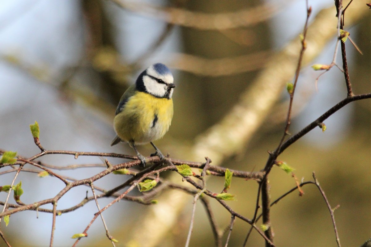 raptorwatcher's tweet photo. 90 minutes at our local #MessinghamSandQuarry reserve @LincsWildlife yesterday morning. 27 species inc #Treecreeper #Chiffchaff #WillowTits #TuftedDucks #Greylags #GreatCrestedGrebes #Pochard #BlueTits #SongThrush #Shelduck #Wrens #lincsbirding https://t.co/UyVW8SOiq8