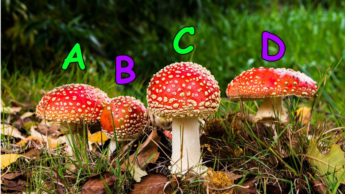 LeagueOfLegends's tweet photo. Someone left some tasty mushrooms to munch on! Nothing suspicious about that. Pick one! https://t.co/SQ1Ovdwsdv