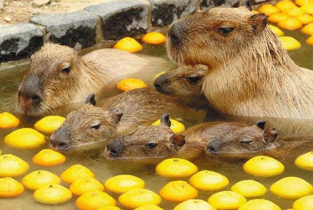 カピバラ 温泉 一緒に
