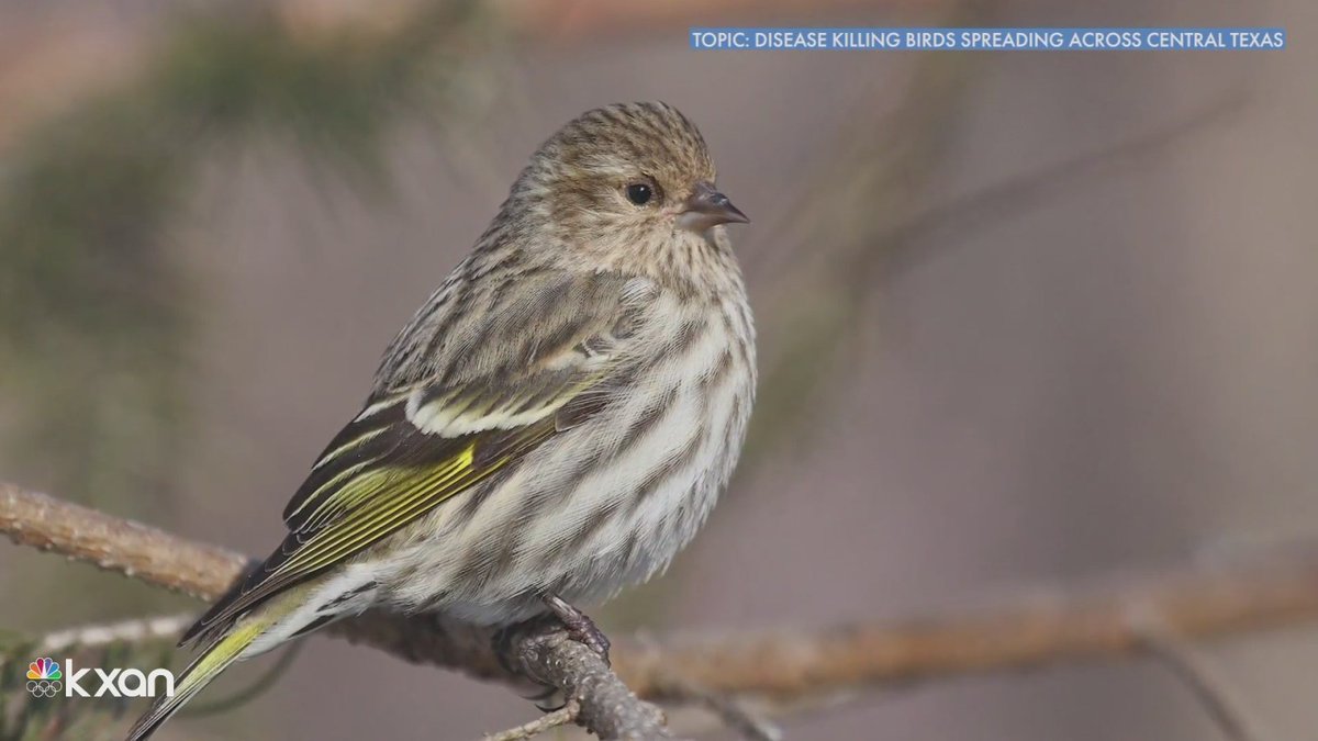 Weather Q&amp;A: Central Texans urged to take down bird feeders amid salmonella outbreak. kxan.com/top-stories/we…