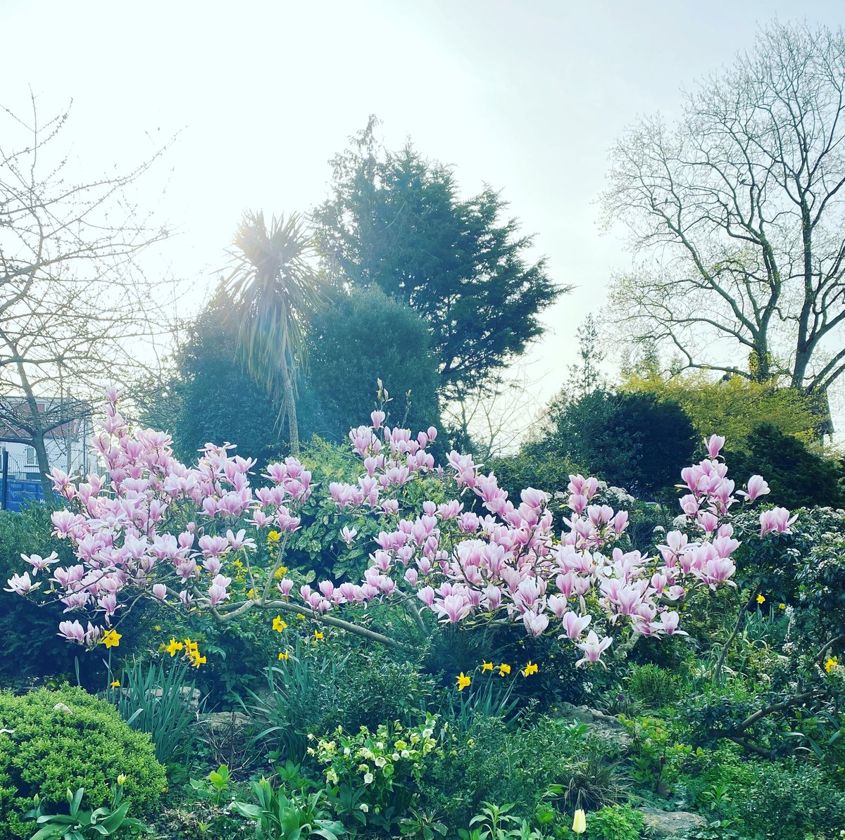 gracelandsyard's tweet image. Roundwood in Springtime; so pretty 🌸💗
.
.
.
.
#springwalk #londonspringtime #roundwoodpark #nw10 #magnolia #magnoliablossom #blooms #springblooms #prettylondon #londontown #parklife #bloomandgrow #sharethelove