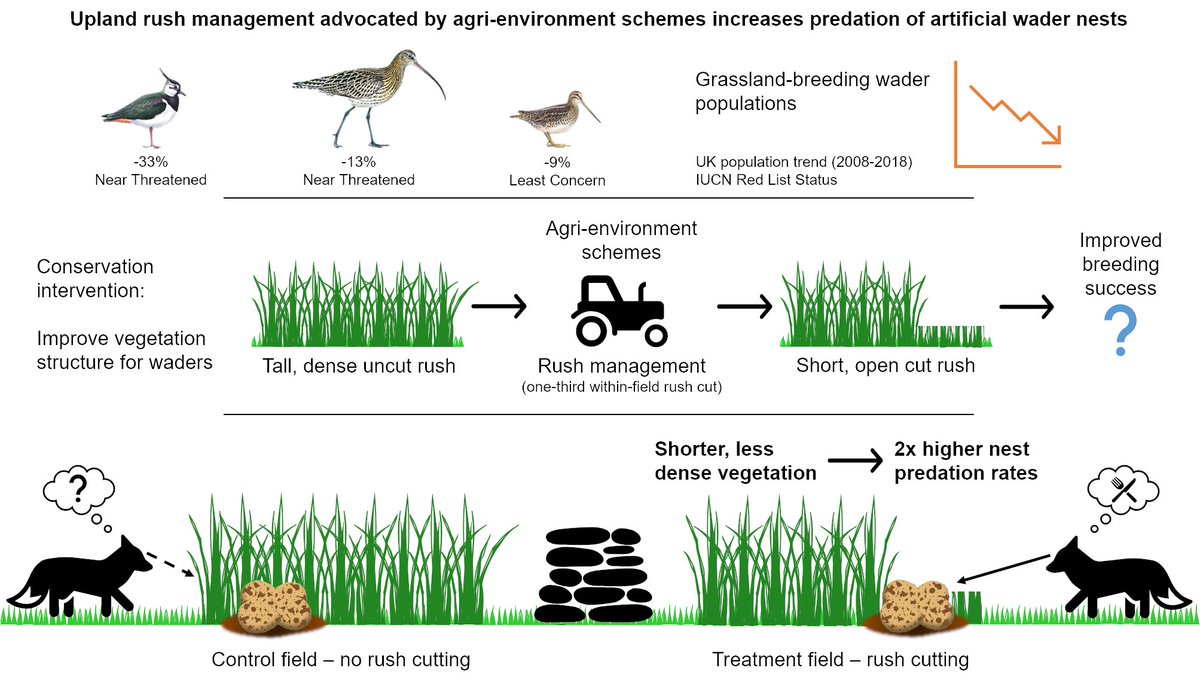 6 #BOU2021 #Sesh5 Rush management is still a key part of the wader #conservation toolkit but its effectiveness needs further evaluation (ideally with real nests) to optimise trade-offs between foraging conditions and predation risk

…lpublications.onlinelibrary.wiley.com/doi/10.1111/ac…
southwestpeak.co.uk/blogs/field-no…