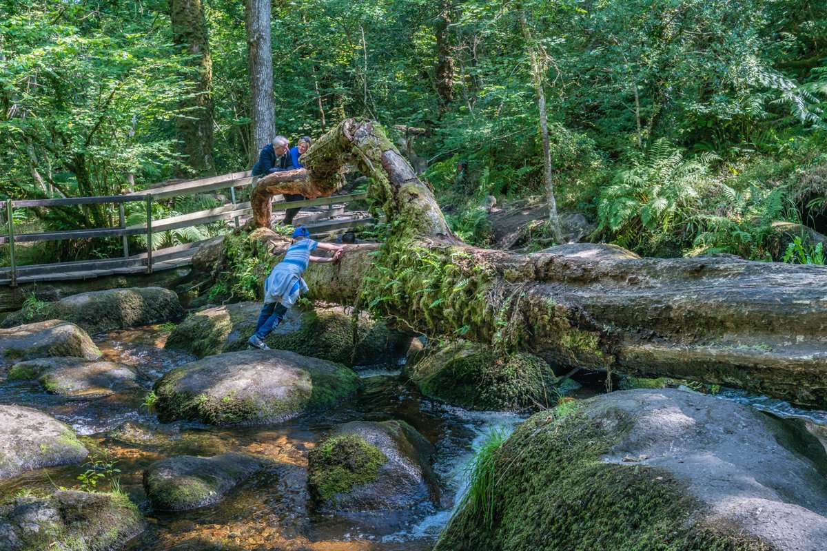 Becky Falls Dartmoor tweet media
