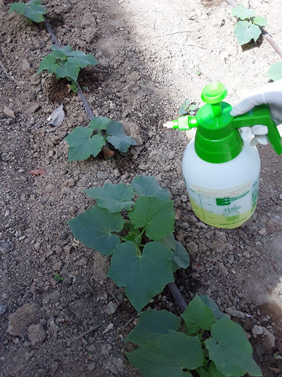 QA_Garden's tweet photo. استخدام المبيدات العضوية المعدة منزليا المبيد الاول مكون من ملعقتين صابون ولتر من الماء والمبيد الثاني مكون من سبع فصات من الثوم لتر من الماء الساخن والقليل من الفلفل #qbgfoodsecurity https://t.co/FU6PoRujV5