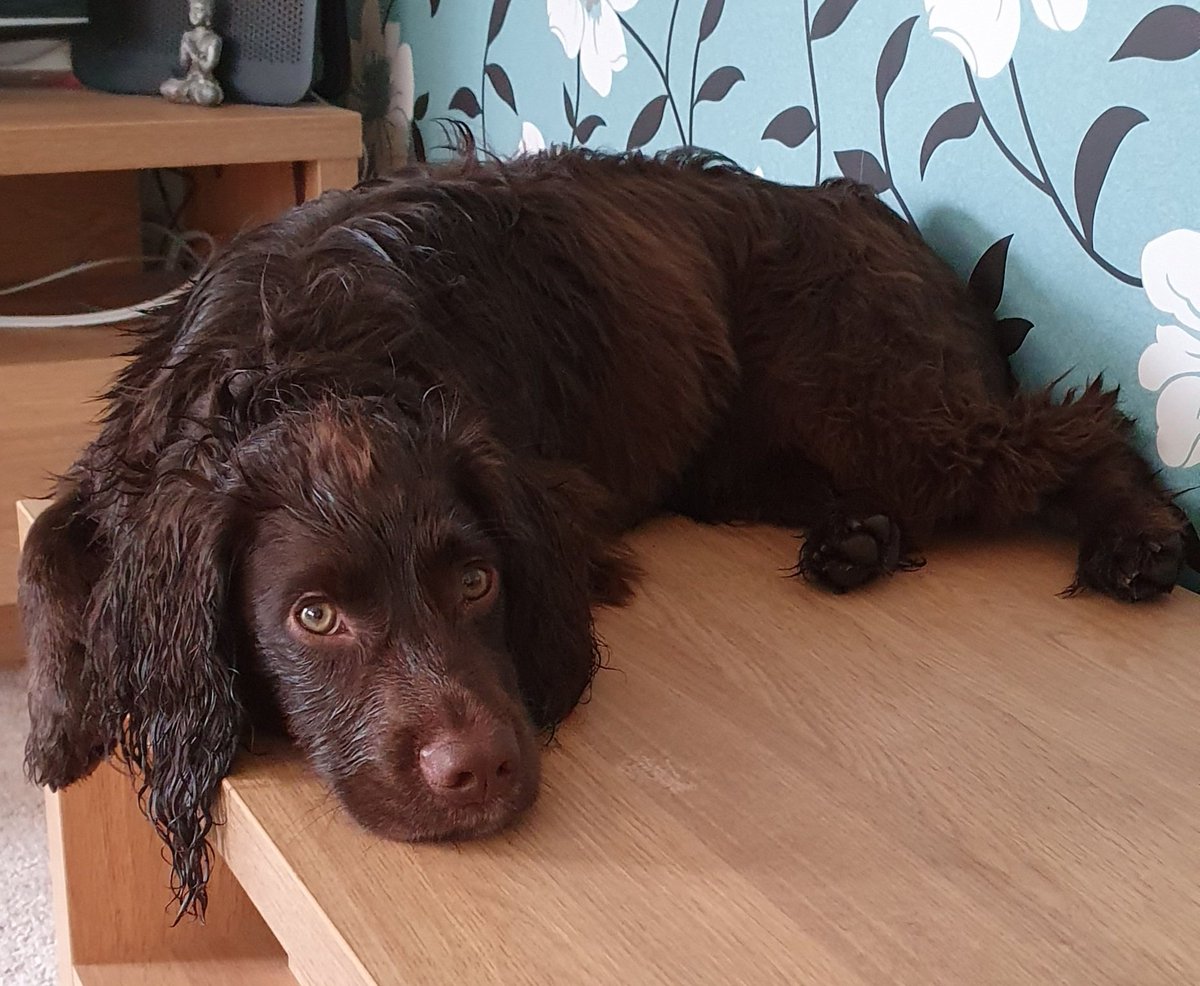 msparkled's tweet photo. I'm not supposed to be here but I'm tired after playing in the park and you getting me with the hosepipe Mam #JarvisTheCockerSpaniel https://t.co/kxS4Q4pgej