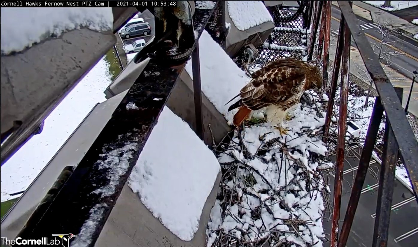 CornellHawks on Twitter: "4/1/10:53 …and then there were three. First ...