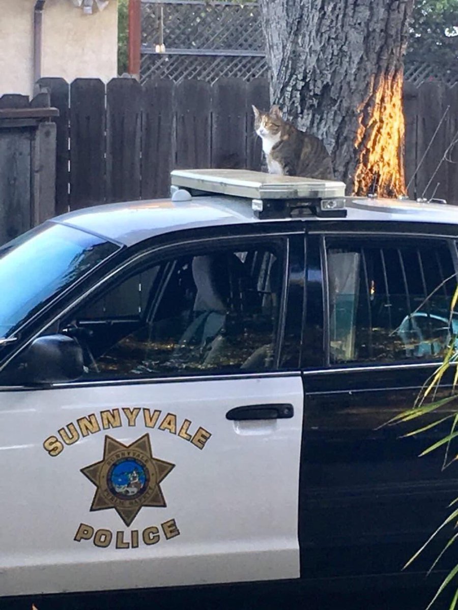 SunnyvaleDPS's tweet photo. Breaking News: Sunnyvale DPS receives grant to add police cat to force. Cat with a badge will be fully trained in Claw Enforcement with a specialty in catnip detection. Not an #AprilFoolsDay joke. https://t.co/MwSvAz4tCz