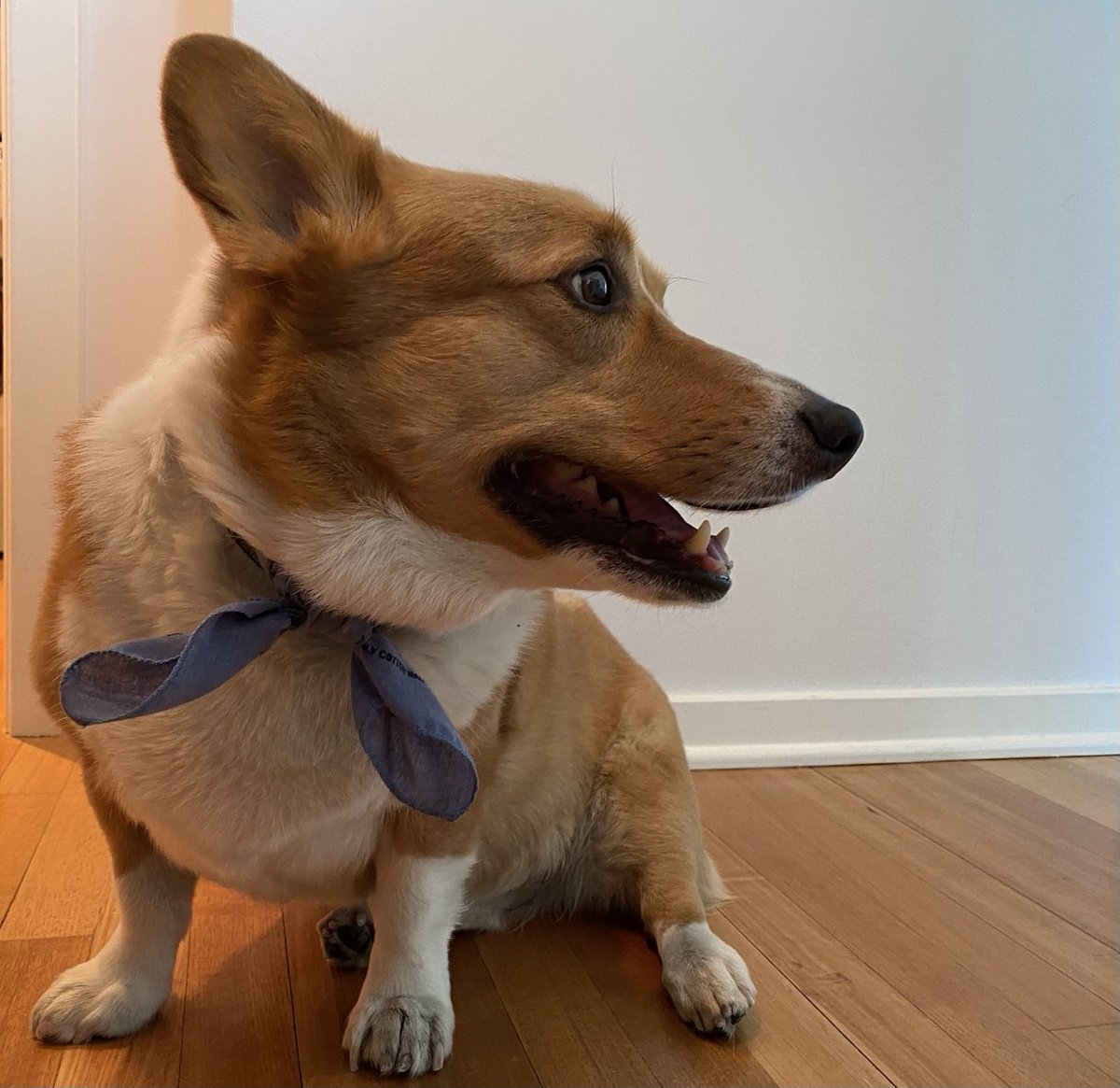RiotDogChicago's tweet photo. Just in case you need to see a smiling Corgi today... greetings from a chilly Chicago! #corgicrew #whenisspring? https://t.co/J9dCVcxdc9