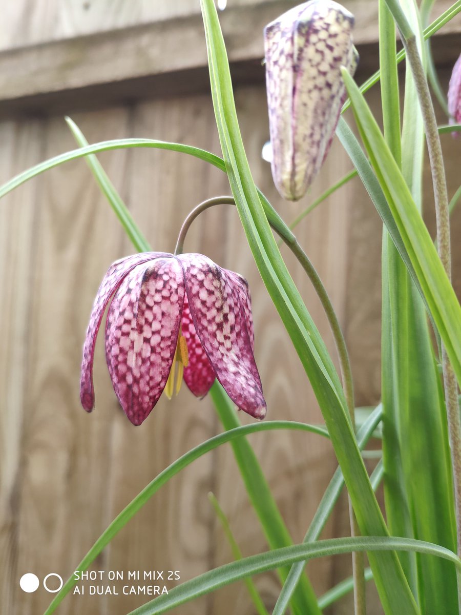eKazTM's tweet photo. Snakehead fritillaria in my garden. https://t.co/3SkmgLf7mu