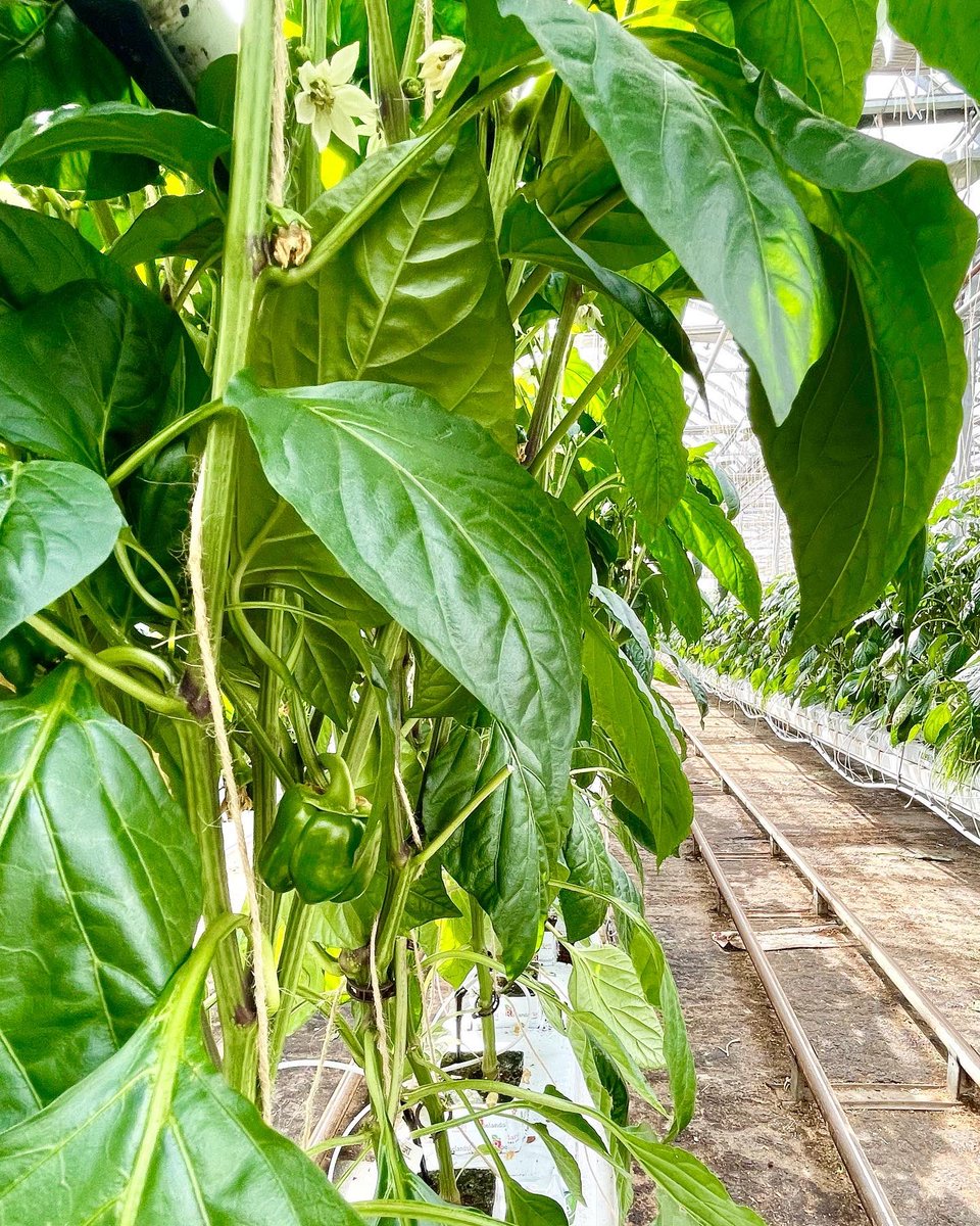 Les Fermes Lufa tweet media