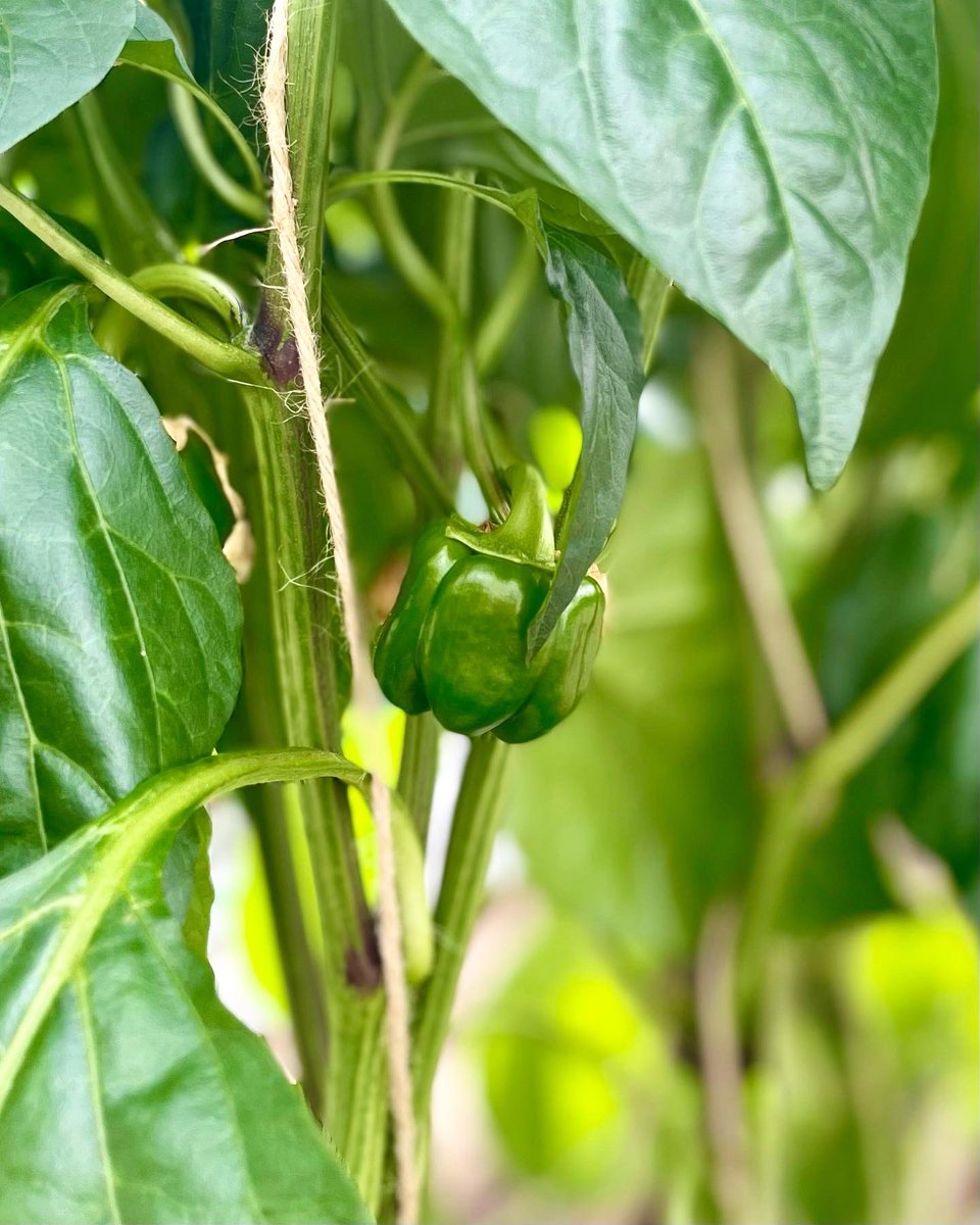 Aperçus à Ahuntsic : les premiers poivrons de nouveaux plants 👀
🫑🫑🫑
Spotted in Ahuntsic: the first bell peppers of our new crop 👀