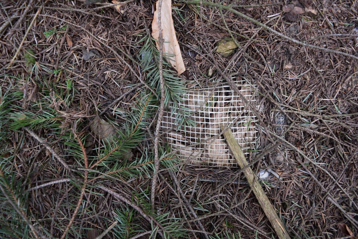 enrico_unigoe's tweet photo. Fieldwork season has started !🌳🌲To observe decomposition processes, we buried litter bags two years ago... And finding them again was not always easy! At least we are trained for #egghunt2021 🍫 #microorganisms #soilprocesses #litterdecomposition https://t.co/cZLBXgY7tO