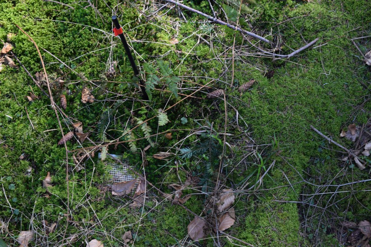 enrico_unigoe's tweet photo. Fieldwork season has started !🌳🌲To observe decomposition processes, we buried litter bags two years ago... And finding them again was not always easy! At least we are trained for #egghunt2021 🍫 #microorganisms #soilprocesses #litterdecomposition https://t.co/cZLBXgY7tO