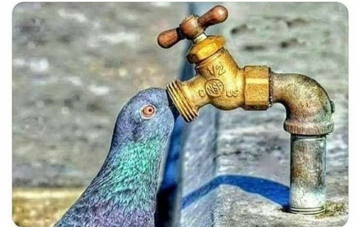TahaRasool_here's tweet photo. They also feel thirst , be kind to them ❤️ https://t.co/iM1AUy0tHC