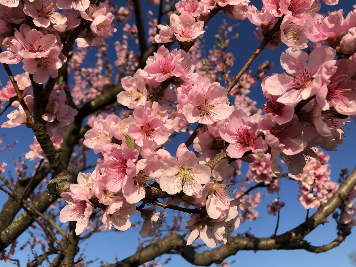 oak_spring's tweet photo. Happy first day of #NationalGardenMonth! Our landscapes and gardens have been slowly but surely putting on their spring colors #BloomAlert 🌸 https://t.co/qLAdKLunL7