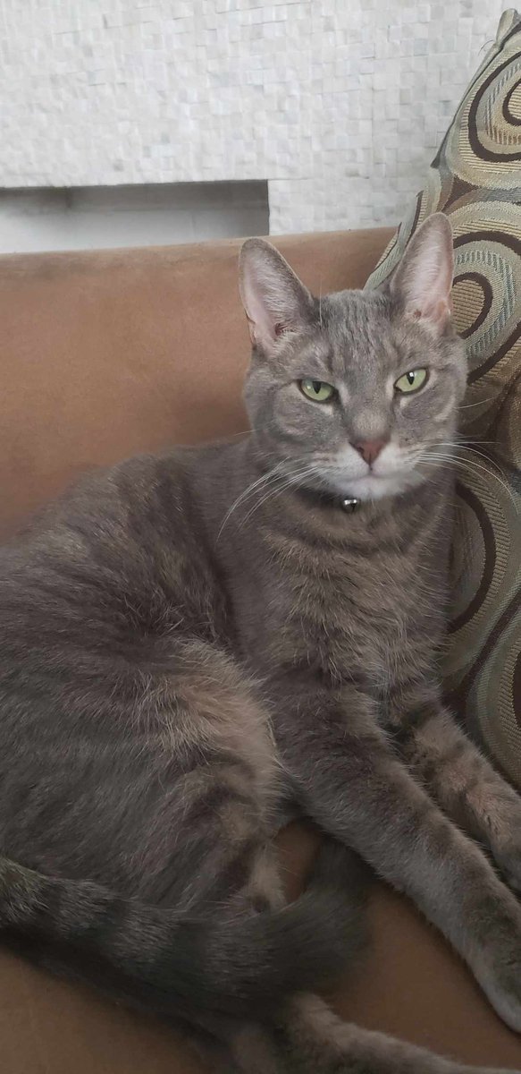 SmokeyDLee1's tweet photo. Yayyyyy...it'z mi 12th burfday π₯³π₯³ (Cant's yuooz tell I lookz excidit...LOL) Happy Burfday To Meee!!!ππ πΎππ And dats no April Fools Day jokie-joke LOL πΉ #HappyBirthdaySmokey #oldkittycat #AprilFoolsDay #CatsOfTwitter #TabbyTroop https://t.co/yHSGBkD79s