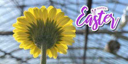piccoliniNA's tweet photo. Wishing you a happy Easter! 🐰🐣💛
#Easter2021 #EasterWeekend #piccoliniNA #microgerbera #Gerbera https://t.co/l2dCtzU5xz