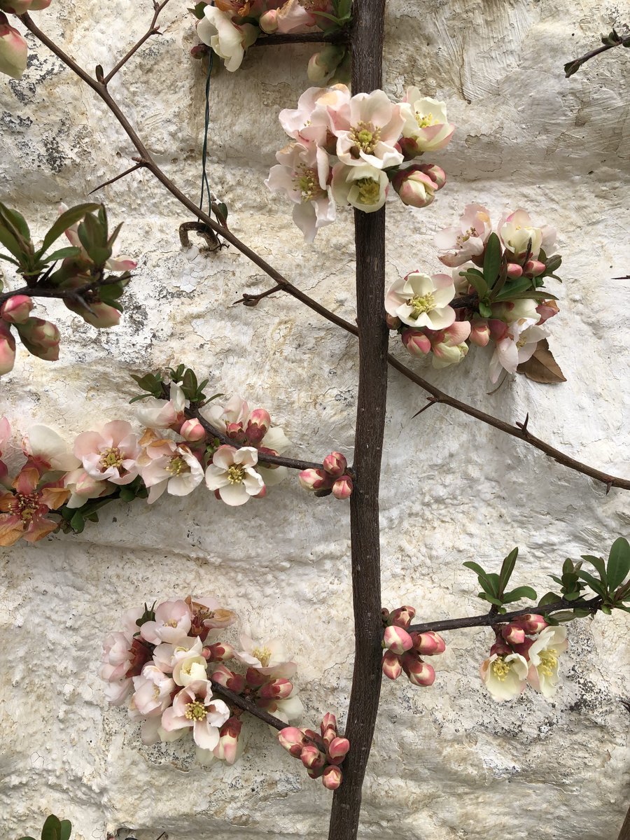 oak_spring's tweet photo. Happy first day of #NationalGardenMonth! Our landscapes and gardens have been slowly but surely putting on their spring colors #BloomAlert 🌸 https://t.co/qLAdKLunL7