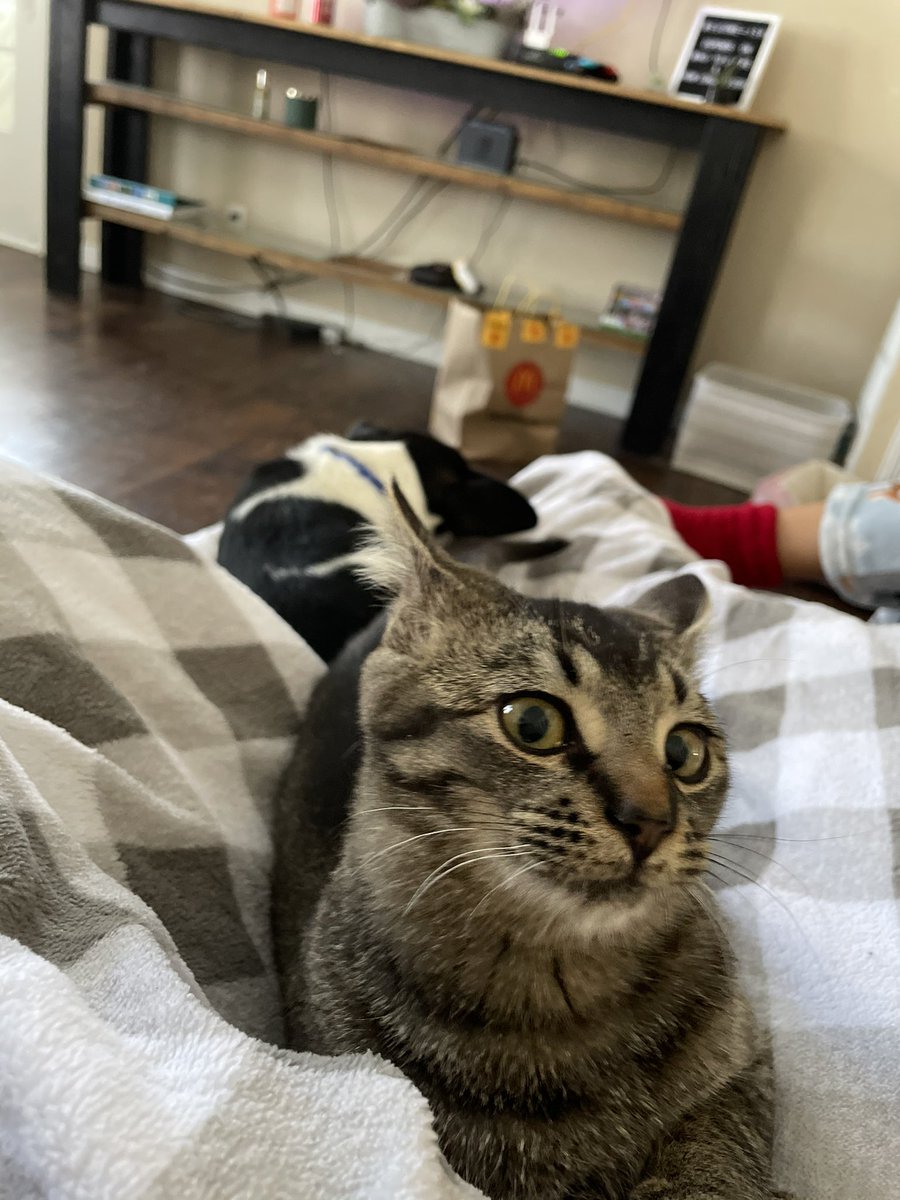 V_Ray17's tweet photo. Hi @cityofsville friends, my cat got out a few nights ago and I was wondering if anyone had seen him. His name is Whiskey and he’s about 6-7 months old. He’s a dark tabby cat and this is him. His brother misses him dearly and I want to see him come home. Thank you https://t.co/Sg45u73EPk