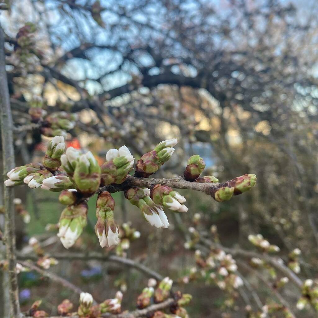 cattywampuscurl's tweet photo. Almost time for Cherry Blossoms 🌸 https://t.co/dle1HFwzJh https://t.co/ujVnlSXxDG