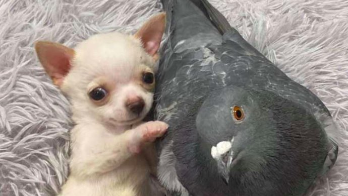 wtfsarah69's tweet photo. @sienaisc00l dog and pigeon 🙏 https://t.co/XZtCyfR3QJ