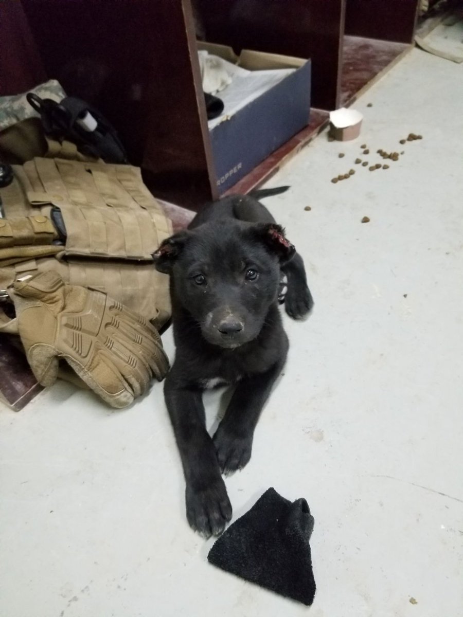 SilkySGT's tweet photo. @blckriflecoffee Little Fenrir whom was rescued from Afghanistan https://t.co/UyH93nOyjI