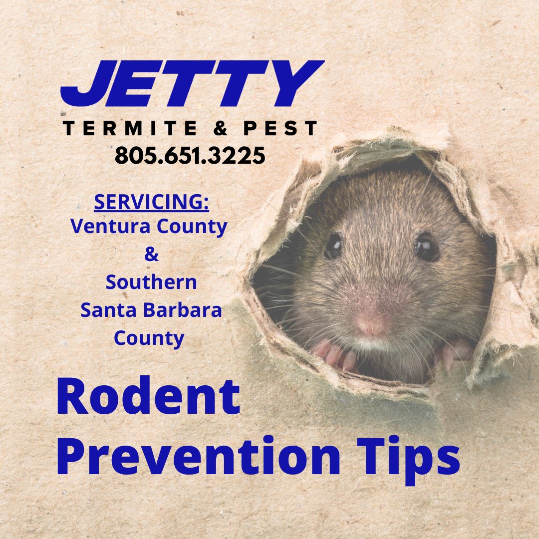 JettyPest's tweet image. Rodents cause $20 Billion In residential, commercial, and agricultural damage every year in the U.S. 
Don’t be a statistic:
✅Seal openings larger than a dime ✅Attic &amp;amp; subarea vent screens ✅Check garage door seals
#ventura #santabarbara #jettypest #pestcontrol