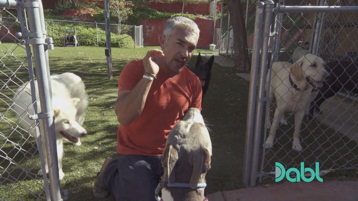 DablNetwork's tweet photo. Cesar Millan shows how to read a dog's body language to prevent an attack. 

https://t.co/3EbJkVrbOG

#Dabl #DablNetwork #CesarMillan #Cesar911 #DogTraining #dogbites https://t.co/ayCDuHpUkH
