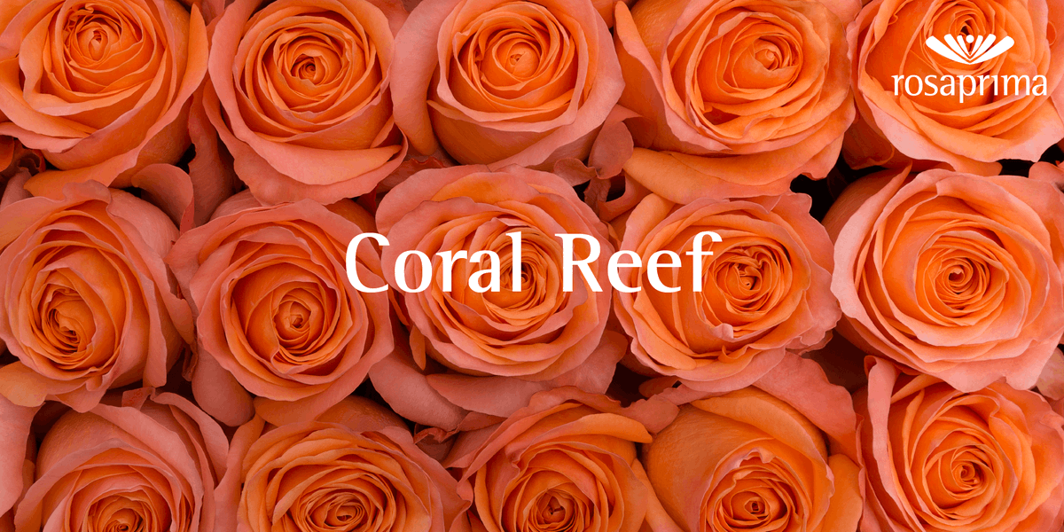 rproses's tweet photo. We already introduced our first selection of Spring trend-setters, but we have a few more that we just can't get out of our head (and hearts)! 🌷

#RosaprimaBlooms #spring #springblooms #rosaprimaroses #roses #freshcutroses https://t.co/nrHEblLUlW