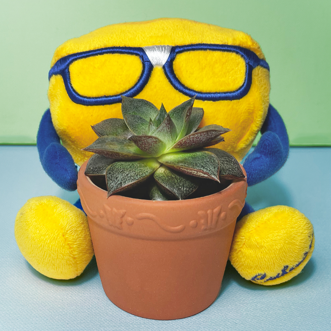 CurdisTheCurd's tweet photo. Switching my LinkedIn job to “Plant Dad.” #plantdad #proud #succulent https://t.co/oTTeK3zUjj