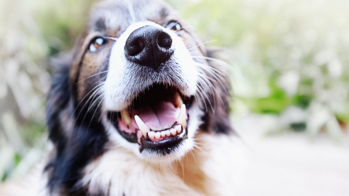 Prized_Pet's tweet photo. Happy April Fools! 😀🤪

#aprilfoods #prizedpet https://t.co/vSNVFzd4Od
