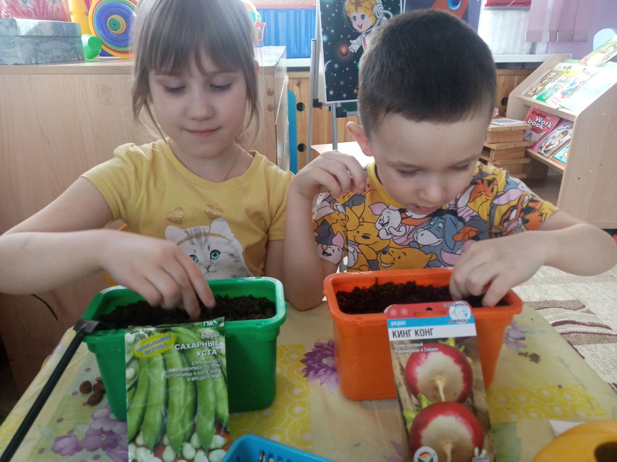 Труд в природном уголке.
Задачи: расширение знаний и представлений о цветах и об уходе за ними,а также формирование интереса к исследовательской деятельности по выращиванию растений и овощей в комнатных условиях.