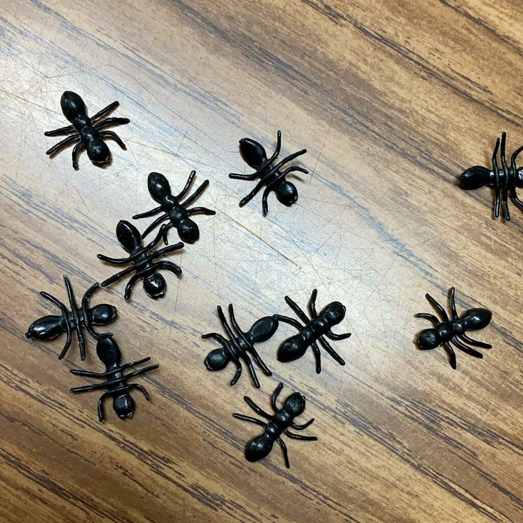 MrsBernierUCS's tweet photo. Lots of April Fool’s Day jokes happening today!  Ask your child about the ants, the spider, the Sloof Lirpa Bird and the word search!🤣 https://t.co/Y5Wc6j77rO